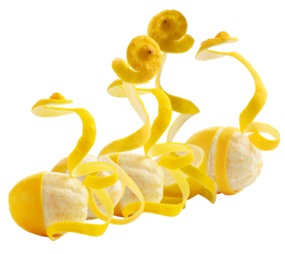 creative arrangement featuring three partially peeled lemons adorned with continuous, long, abstract spirals of bright yellow zest curling gracefully, isolated on a pure transparent background.
