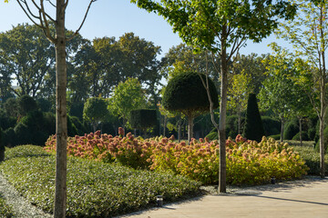 Landscaped city park Krasnodar or 'Galitsky park'  path bordered by blooming Hydrangea paniculata bushes, neatly trimmed hedges, and young trees