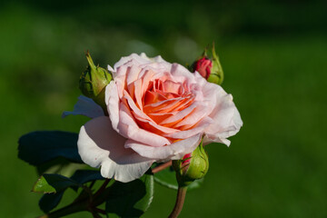 Light pink rose with peach center in full bloom, surrounded by green leaves and unopened buds, set against blurred dark green background. Romantic plot. Theme of love. There is place for text