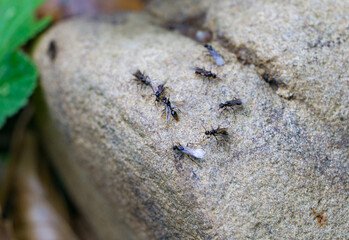 Small black ants with transparent wings gather on rough, sandy-textured rock surface, likely during a swarming event. Macro shot insect. Selective focus