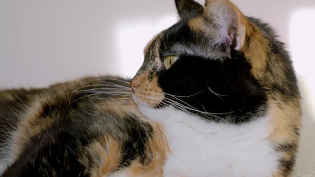 beautiful brown three colors adult domestic tortoiseshell cat with white breast dozing on bed in peaceful setting, grooming, hygiene and care, concept caring, keeping four-legged pet