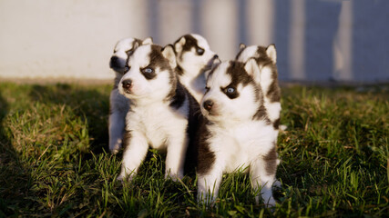 Adorable husky puppies playing on grass. Husky puppies playing and exploring lush green backyard, revealing joyful interactions between energetic siblings in natural outdoor setting © Ruslan