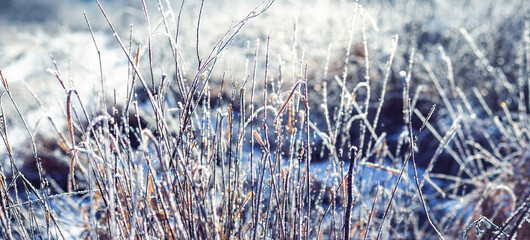 Thin stems of dry grass and cereals covered with hoarfrost and icy crystals, brightly lit by the...