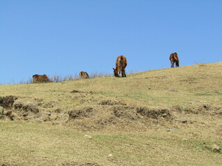 宮崎県串間市都井岬、草原で草を食べている日本唯一の野生馬「御崎馬」
