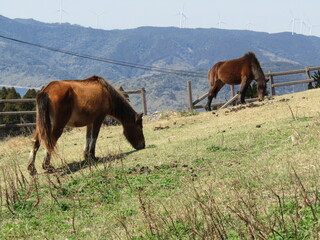 宮崎県串間市都井岬、草原で草を食べている日本唯一の野生馬「御崎馬」
