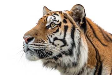 Close up profile of a tiger with distinctive stripes and intense gaze against a black background