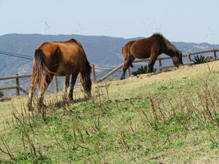宮崎県串間市都井岬、草原で草を食べている日本唯一の野生馬「御崎馬」