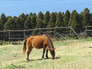 宮崎県串間市都井岬、草原で草を食べている日本唯一の野生馬「御崎馬」