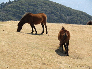 宮崎県串間市都井岬、草原で草を食べている日本唯一の野生馬「御崎馬」