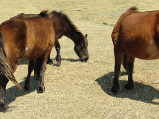宮崎県串間市都井岬、草原で草を食べている日本唯一の野生馬「御崎馬」