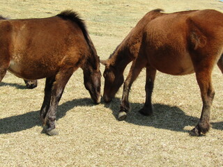 宮崎県串間市都井岬、草原で草を食べている日本唯一の野生馬「御崎馬」