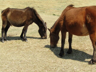 宮崎県串間市都井岬、草原で草を食べている日本唯一の野生馬「御崎馬」