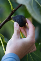 Close-up of Caucasian hand harvesting fig fruit from fig tree, green leaves and natural sunlight, organic garden and sustainable food production concept, Ficus carica harvest
