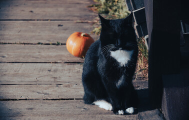 Halloween mood with a black cat and pumpkin