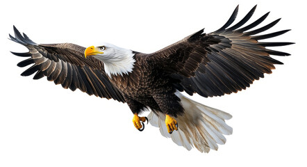 Fototapeta premium bald eagle in flight