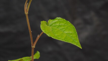 Piper betle Paan tree 