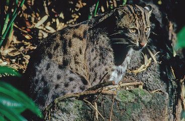 Fishing cat