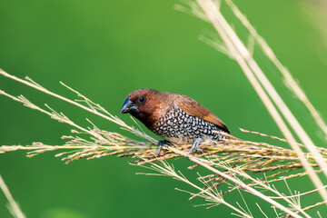 Scaly Breasted Munia Feeding on Ripened Crop in Natural Habitat