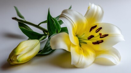 A delicate white and yellow lily flower with a bud and green leaves.