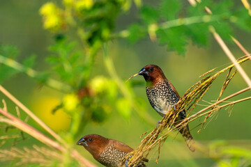 Scaly Breasted Munia Feeding on Ripened Crop in Natural Habitat
