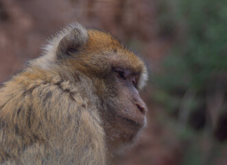 Emotional close-up of a monkey with a sorrowful gaze, head slightly lowered in a quiet moment of reflection