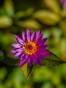 Vibrant Purple Water Lily Flower in Full Bloom &ndash; Close-Up Botanical Photography for Nature, Background, and Aesthetic Design