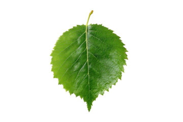 Isolated, vibrant green leaf with serrated edges, vein detail, and textured surface