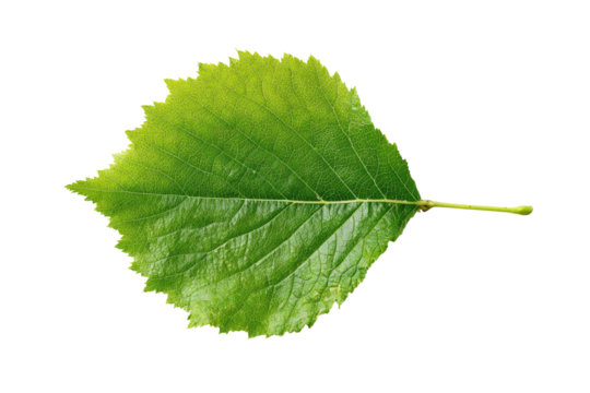 A single, vividly green leaf with serrated edges and visible veins against a black background