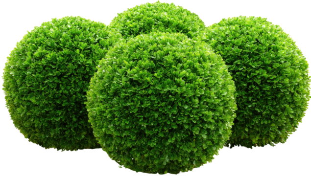 Four evenly spaced spherical green bushes on a transparent background - Powered by Adobe