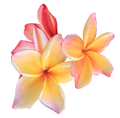 stunning photograph of tropical plumeria flowers, displaying warm sunset colors of yellow, orange, and pink on a dark background, evoking hawaiian ambiance.