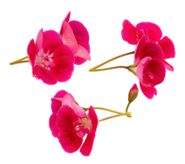 stunning photograph featuring three individual hot pink geranium flower clusters and a bud, isolated dynamically on a clean, deep transparent background.