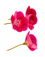 close-up photograph of two intensely vibrant hot pink geranium flower clusters, highlighting the saturated color and petal detail, isolated against black.
