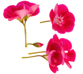 a versatile set of three magnificent hot pink geranium flower clusters and a small bud, photographed individually and isolated on a transparent background.