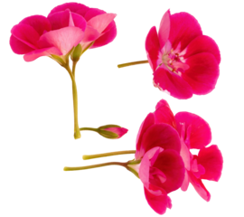 a versatile set of three magnificent hot pink geranium flower clusters and a small bud, photographed individually and isolated on a transparent background.