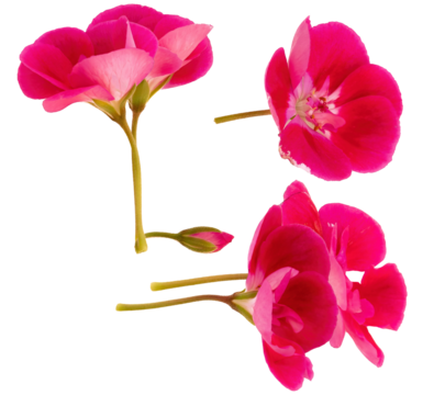 a versatile set of three magnificent hot pink geranium flower clusters and a small bud, photographed individually and isolated on a transparent background.