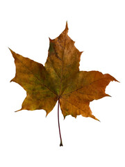 Fototapeta premium Yellow Autumn Leaf