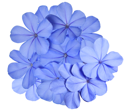 photograph of a cluster of delicate light blue plumbago auriculata flowers, isolated on a clean transparent background for easy compositing.