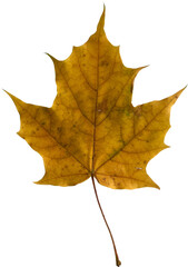 Fototapeta premium Yellow Autumn Leaf