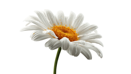 A detailed, high-angle view of a daisy, featuring white petals and a bright yellow center