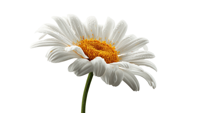 A detailed, high-angle view of a daisy, featuring white petals and a bright yellow center