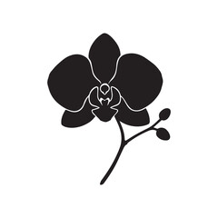 Orchid isolated on a white background