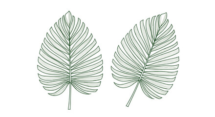 Obraz premium Discover the intricate beauty of delicate green palm leaves outlined in a detailed illustrative style.