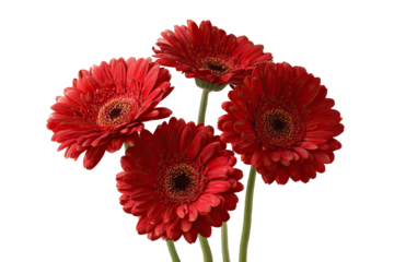 Four vibrant red blooms of a daisy-like flower against a stark black backdrop, petals detailed