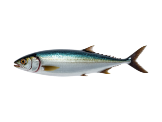 Fresh whole Pacific jack mackerel fish isolated on a transparent background, a raw seafood ingredient for healthy eating