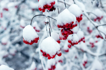 Bright clusters of red viburnum (Viburnum opulus) heavily covered with fresh snow on bare winter branches against the backdrop of a snow-covered garden or forest