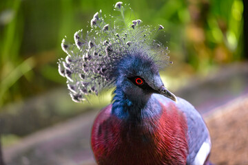 Macro portrait of a red crowned pigeon