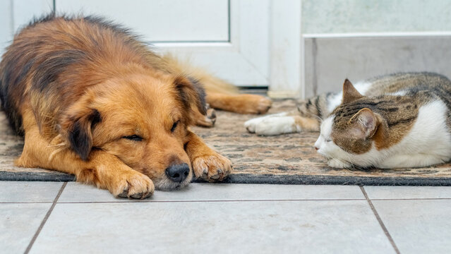 Dog with reddish fur and cat with white-brown coloring sleeping or lying side by side on an old rug near a door, demonstrating friendship and shared rest of pets
