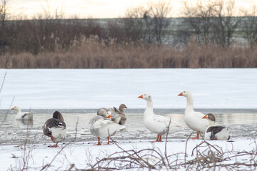Flock of domestic geese (white, brown, gray) swimming or standing on a frozen lake or pond with a small area of open water amidst a winter landscape
