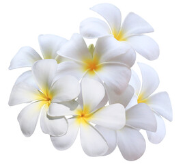 Naklejka premium cluster of pristine white and yellow plumeria flowers, often called frangipani, professionally photographed and isolated on a transparent background.