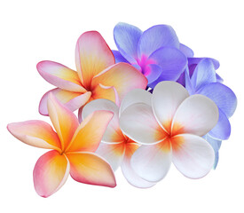 Fototapeta premium striking mixed bouquet photograph featuring multicolored pink, orange, white, and purple plumeria frangipani blossoms isolated on a solid black backdrop.